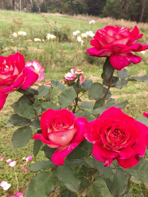 Golden Village - Sydney Tourism 3