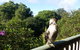 Gumtree House Montville - thumb 3