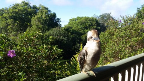 Gumtree House Montville - Sydney Tourism 3