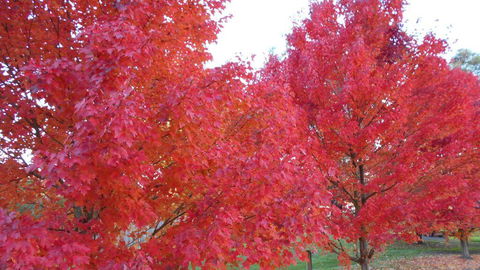 HEALESVILLE GETAWAY - Sydney Tourism 0