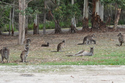 Karri Valley Chalets - Sydney Tourism 1