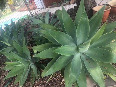 Motel Wingrove - Sydney Tourism 2