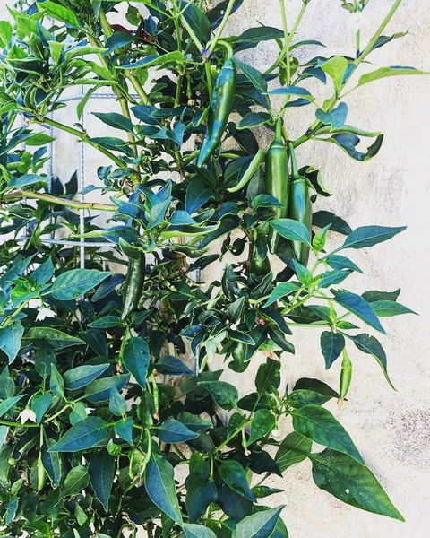 BeachHideaway@Scarborough - Sydney Tourism 9