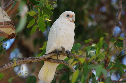 Margaret River Hideaway & Farmstay - Sydney Tourism 26