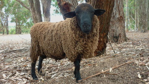 Margaret River Hideaway & Farmstay - Sydney Tourism 27