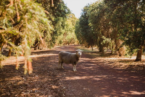 Margaret River Holiday Cottages - Sydney Tourism 21