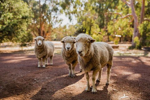 Margaret River Holiday Cottages - Sydney Tourism 15
