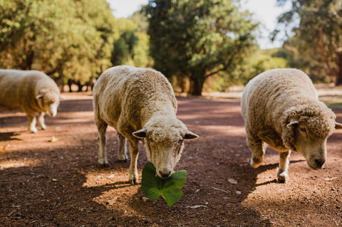 Margaret River Holiday Cottages - Sydney Tourism 26