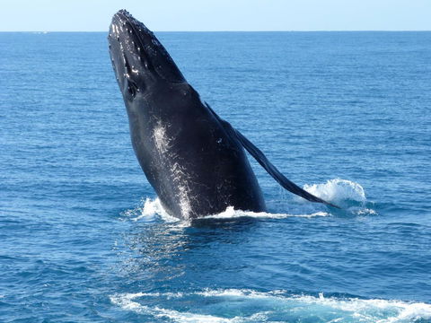 Sienna Lodge - Sydney Tourism 35