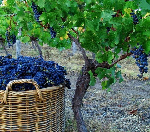 Sienna Lodge - Sydney Tourism 17