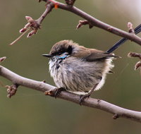 Free Spirit Pods - Sydney Tourism