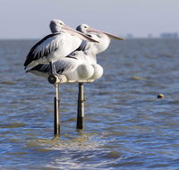 Pelican Perch Retreat