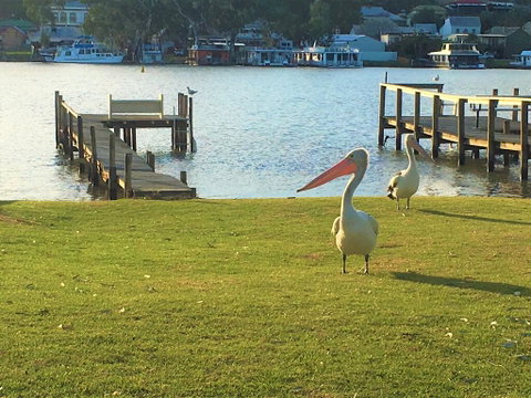 Riverfront Getaway - Mannum - Sydney Tourism 0
