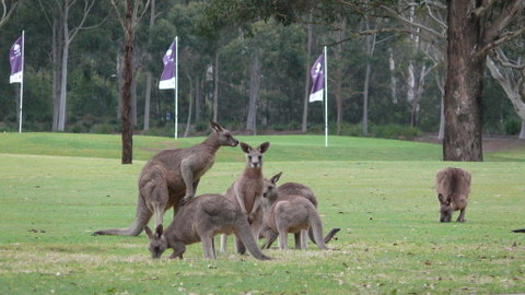 Riverside Oaks Golf Resort - Sydney Tourism 3