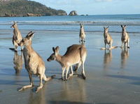 Book Seaforth Accommodation Vacations Sydney Tourism Sydney Tourism