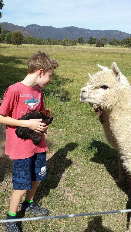 Starline Alpacas Farmstay Resort - Sydney Tourism 3