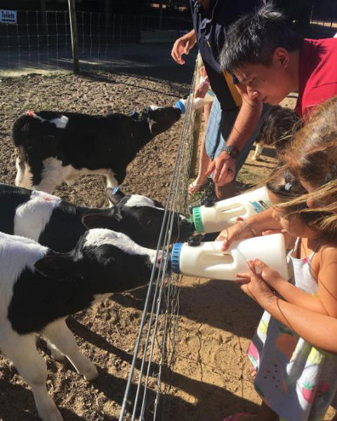 Sunflowers Animal Farm & Farmstay - Sydney Tourism 3