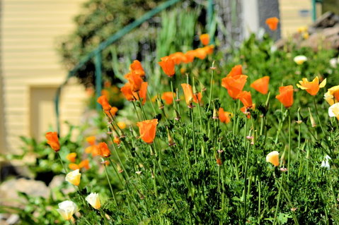 St. Pauls Bed & Breakfast - Sydney Tourism 44