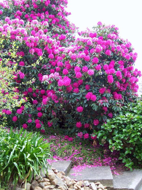 St. Pauls Bed & Breakfast - Sydney Tourism 2