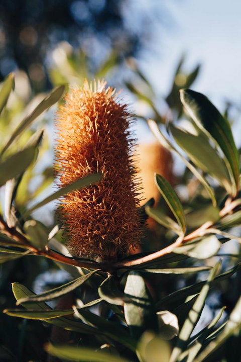Dunkeld Studio Accommodation - Sydney Tourism 19