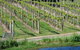 De\'Vine Escape - thumb 13