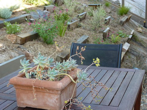 Saje\'s House & Pod - Sydney Tourism 12