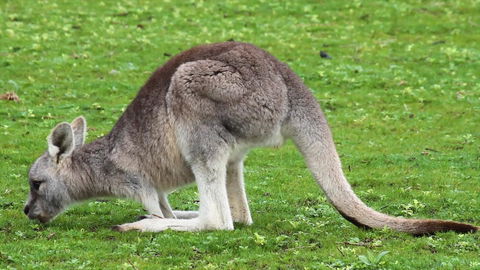 Limosa Rise - Sydney Tourism 17