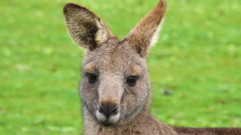 Limosa Rise - Sydney Tourism 16