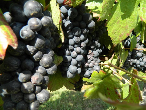 Haig Avenue - Sydney Tourism 17