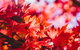 THE MAPLES - thumb 3