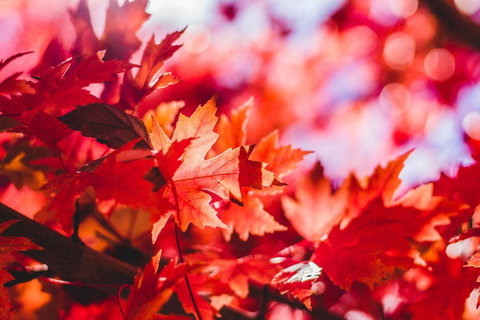 THE MAPLES - Sydney Tourism 3