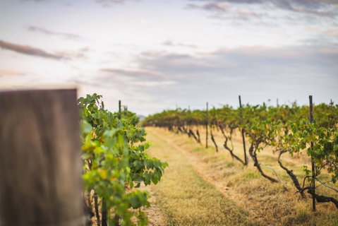 Unlax @ Hunter Valley - Sydney Tourism 3