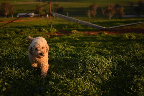Wantana Cottage Farmstay - Sydney Tourism 1