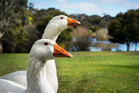 Lake Como Villa - Sydney Tourism 11