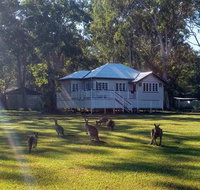 Lake Weyba Noosa Lodge  Kangaroos - Sydney Tourism