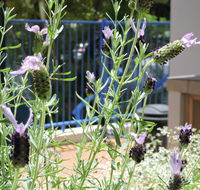 Surfers Beach Resort One - Sydney Tourism