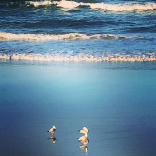 Oceania On Burleigh Beach - Sydney Tourism 40