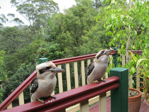 Shasta Place - Sydney Tourism 12