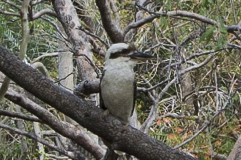 Marramaninjie - Sydney Tourism 9