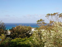 Seagrass