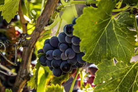 CASALE COTTAGE Barossa Valley - Sydney Tourism 4