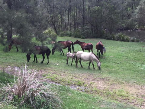 Emu Creek Retreat - Sydney Tourism 2