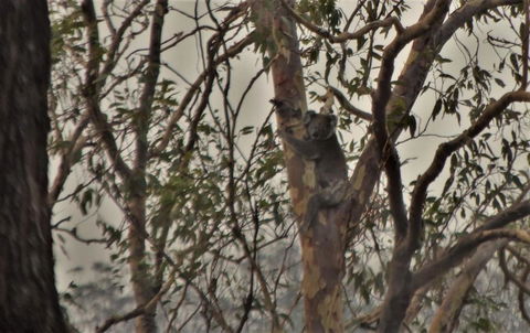 Emu Creek Retreat - Sydney Tourism 3