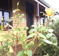 Albion Cottage - Sydney Tourism