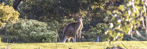Alkina Lodge - Great Ocean Road - Sydney Tourism 3