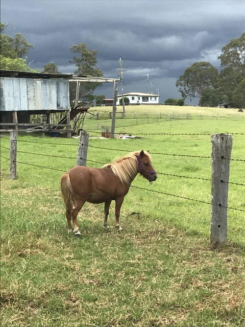 AMs Farm Stay - Sydney Tourism 0