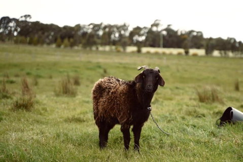 Maluridae Creek Views By Tiny Away - Sydney Tourism 2