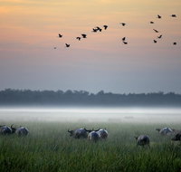 Bamurru Plains - Sydney Tourism