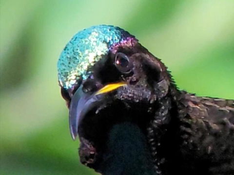 RIflebird Lodge - Sydney Tourism 0