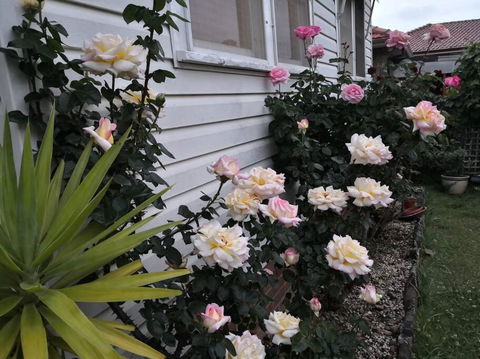 Roomy Rosegarden Flat In Roselands - Sydney Tourism 3